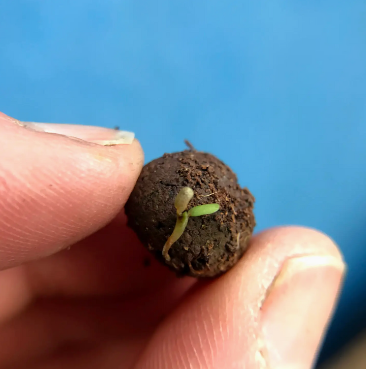 Seedball - Wildflower Grab Bags - Wildlife Seed Mix