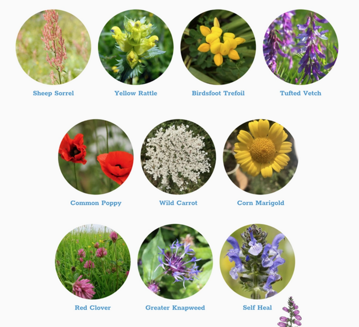 Seedball - Wildflower Grab Bags - Wildlife Seed Mix