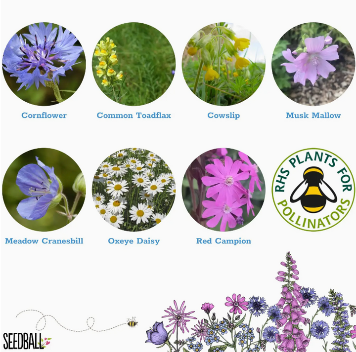 Seedball - Wildflower Grab Bags - Garden Meadow Seeds