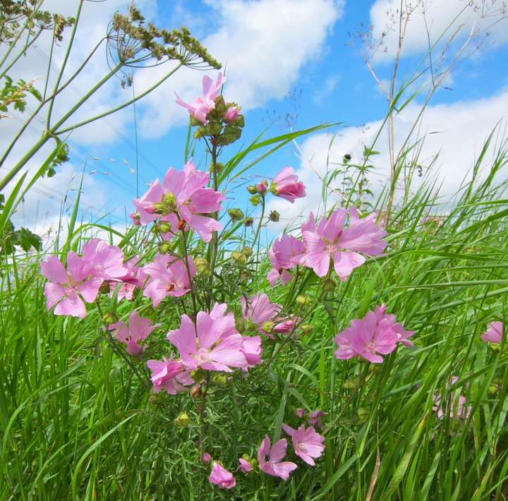 Seedball - Wildflower Grab Bags - Garden Meadow Seeds