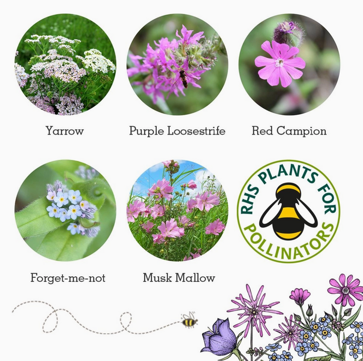 Seedball - Wildflower Grab Bags - Butterfly Seed Mix