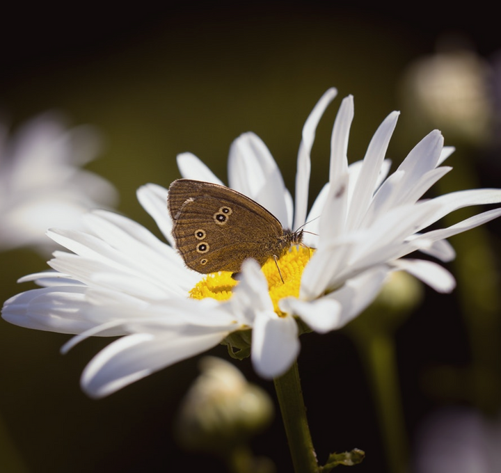 Seedball - Wildflower Grab Bags - Butterfly Seed Mix