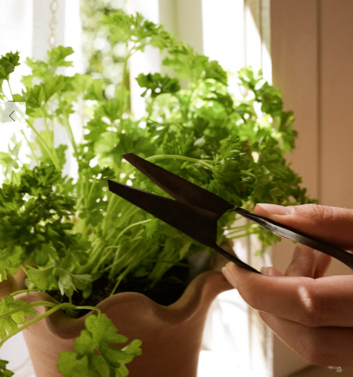 Herb Snippers (in Cotton Bag)