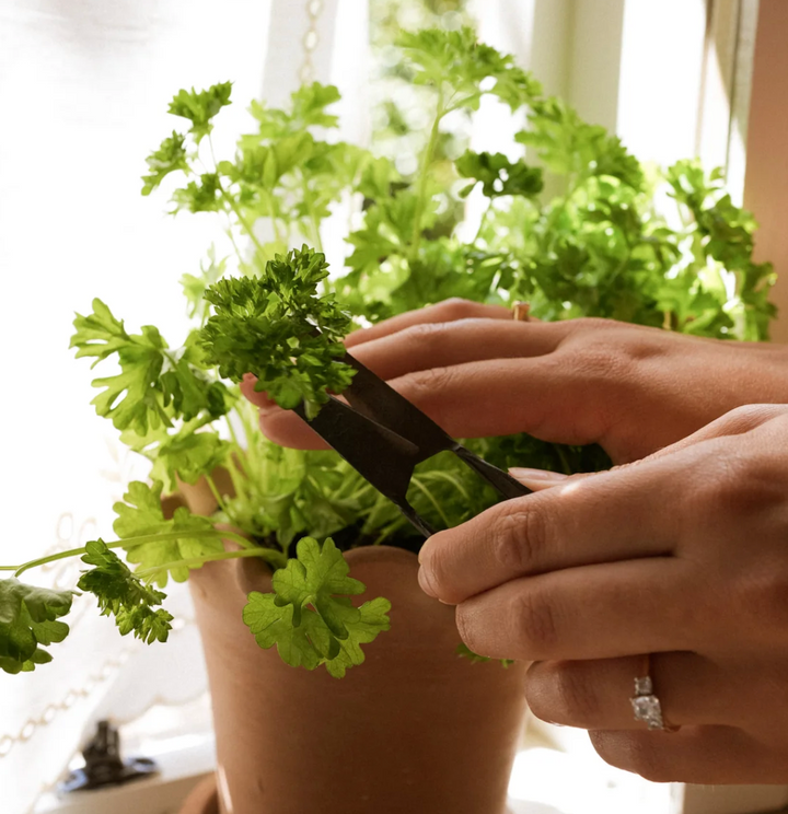Herb Snippers (in Cotton Bag)