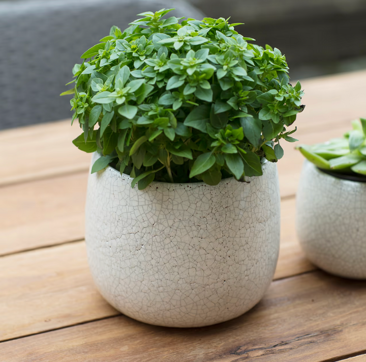 Ravello Crackle Glaze Pot - White (15.5cm)