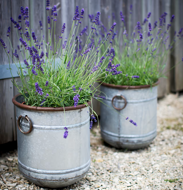 Galvanised Steel Planters - Set Of 3