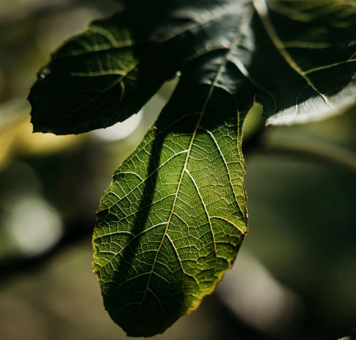 St. Eval Scented Tin Candle - Fig Tree