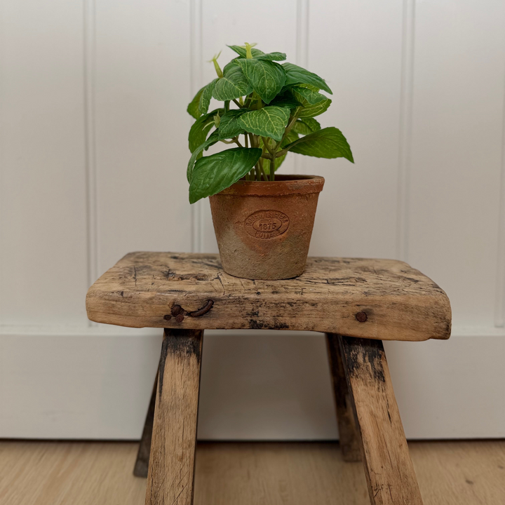 Artificial Basil Herb In Aged Terracotta Pot - Small
