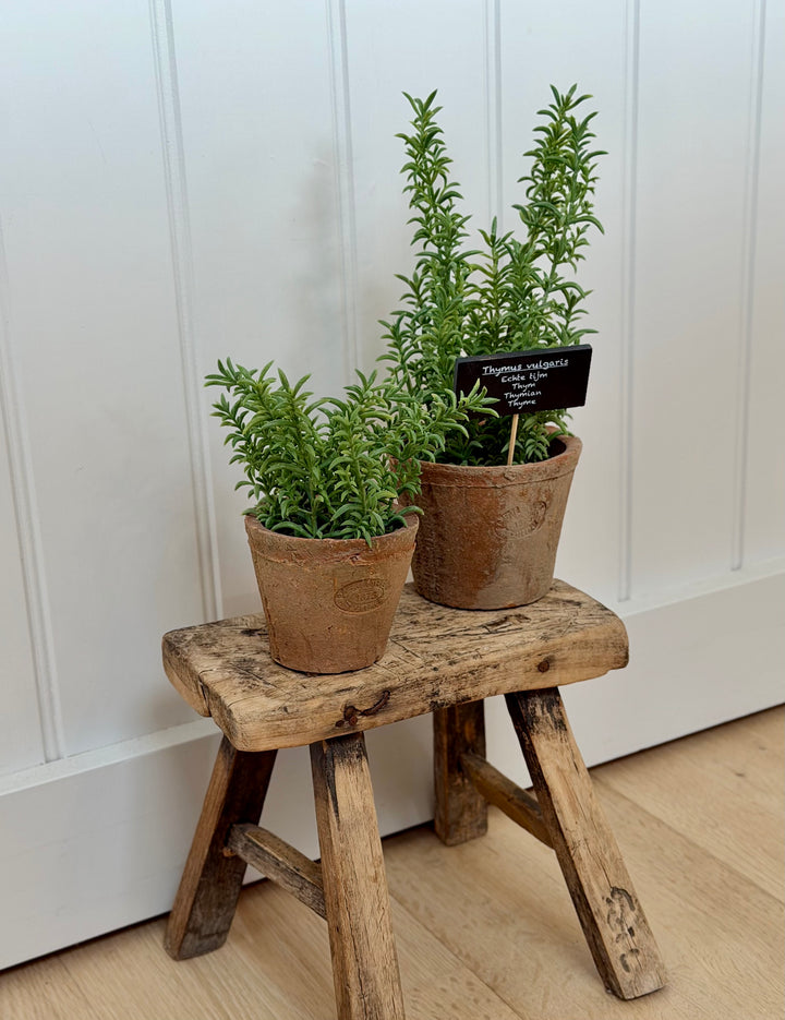 Artificial Thyme In Aged Terracotta Pot
