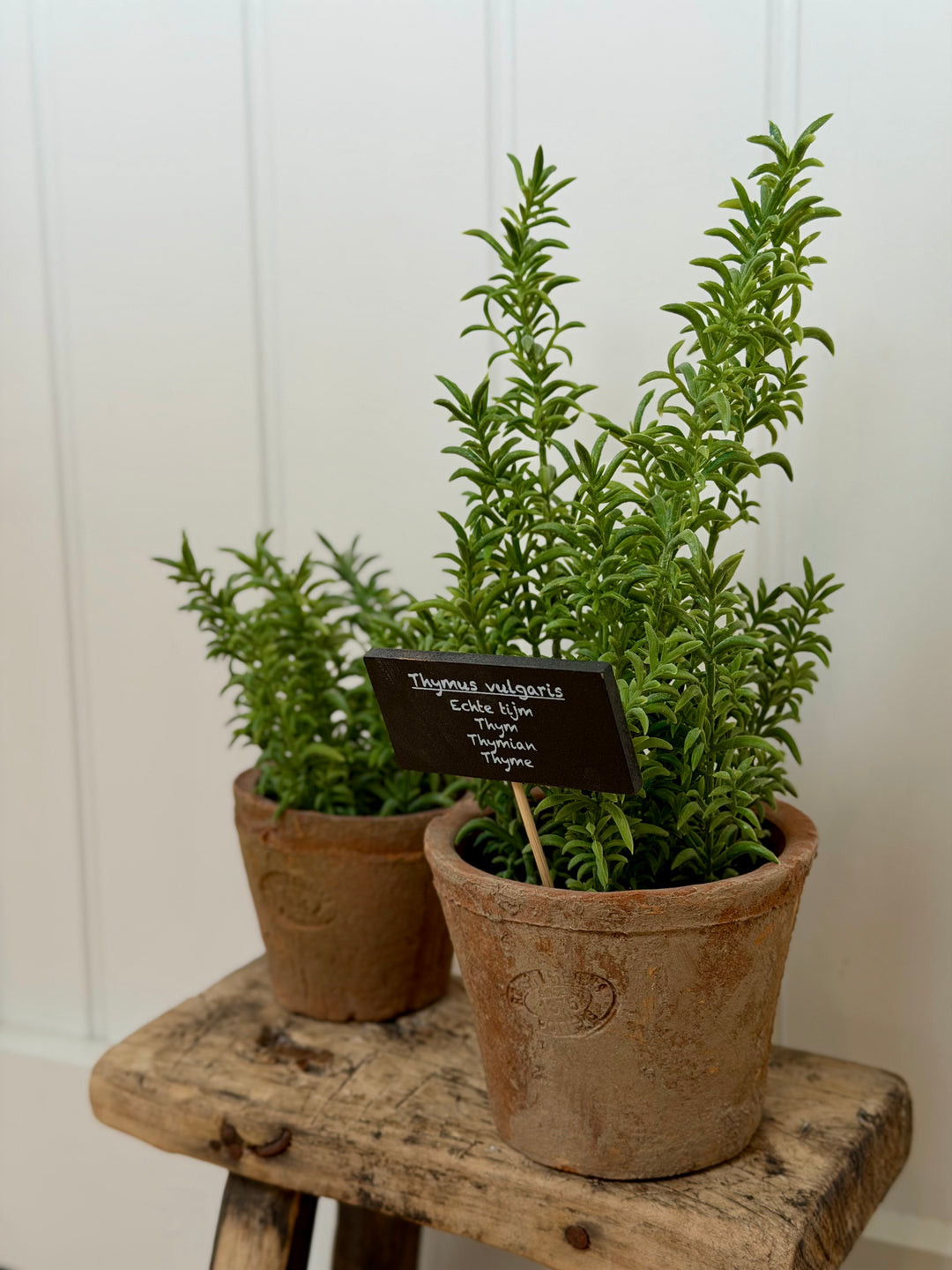 Artificial Thyme In Aged Terracotta Pot - Large