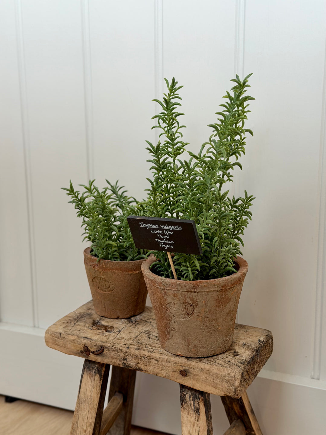 Artificial Thyme In Aged Terracotta Pot - Large