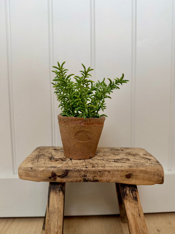 Artificial Thyme In Aged Terracotta Pot