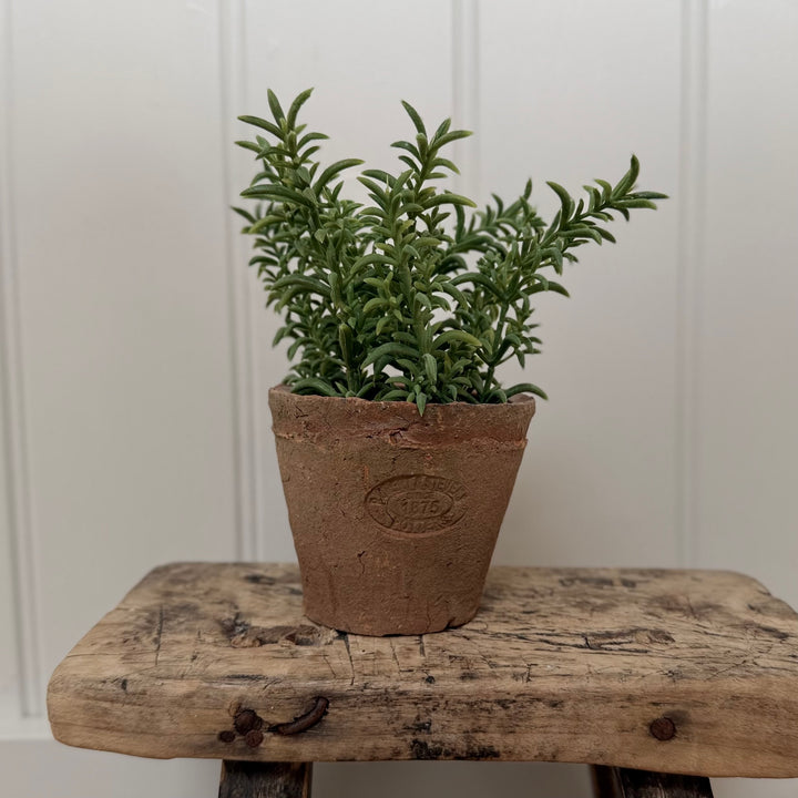 Artificial Thyme In Aged Terracotta Pot