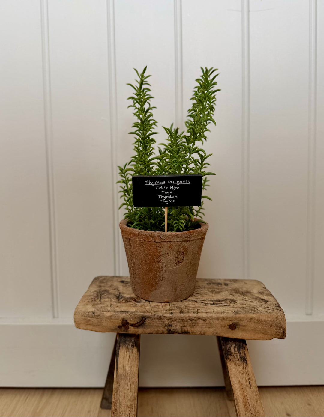 Artificial Thyme In Aged Terracotta Pot - Large