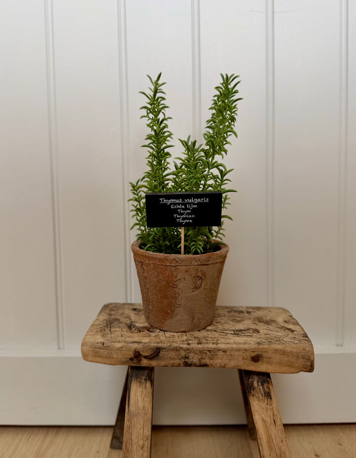 Artificial Thyme In Aged Terracotta Pot - Large