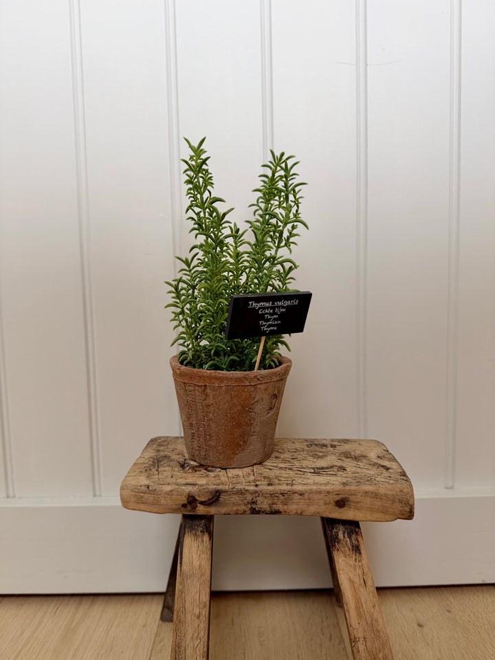 Artificial Thyme In Aged Terracotta Pot - Large