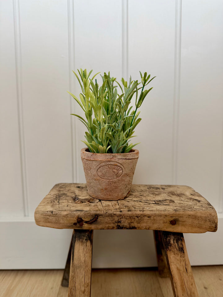 Artificial Rosemary Herb In Aged Terracotta Pot - Small