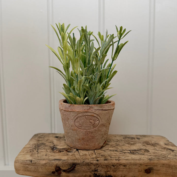 Artificial Rosemary Herb In Aged Terracotta Pot - Small