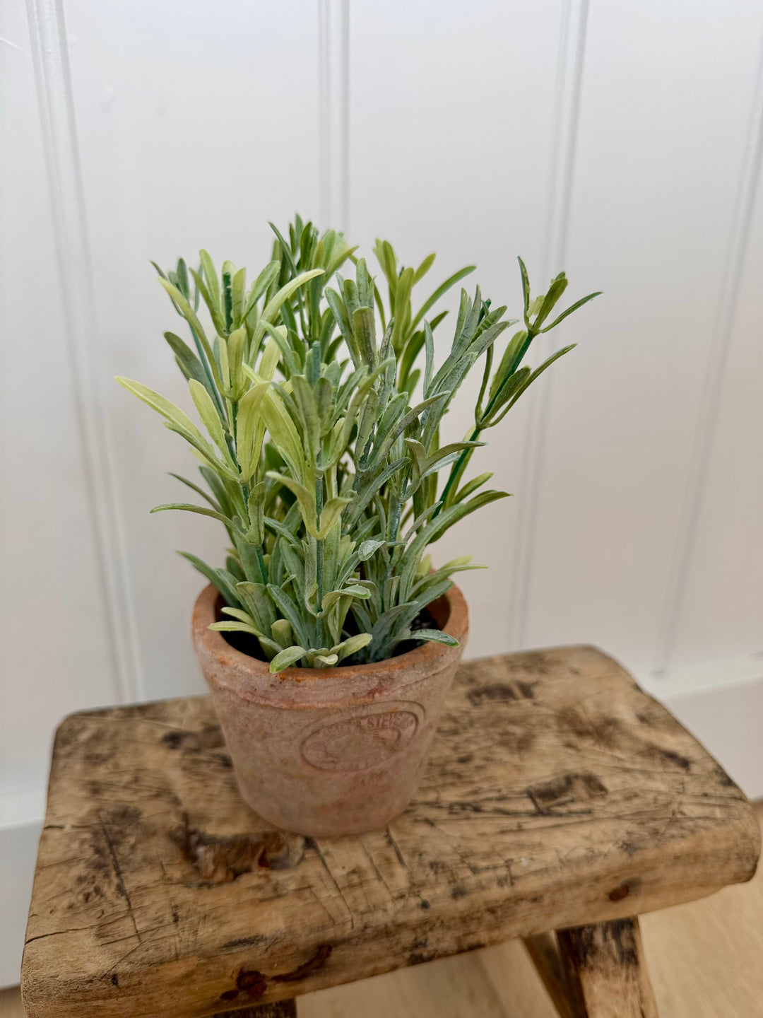 Artificial Rosemary Herb In Aged Terracotta Pot - Small