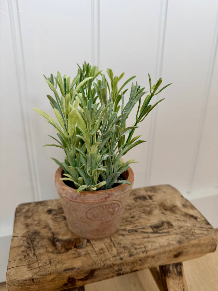 Artificial Rosemary Herb In Aged Terracotta Pot - Small