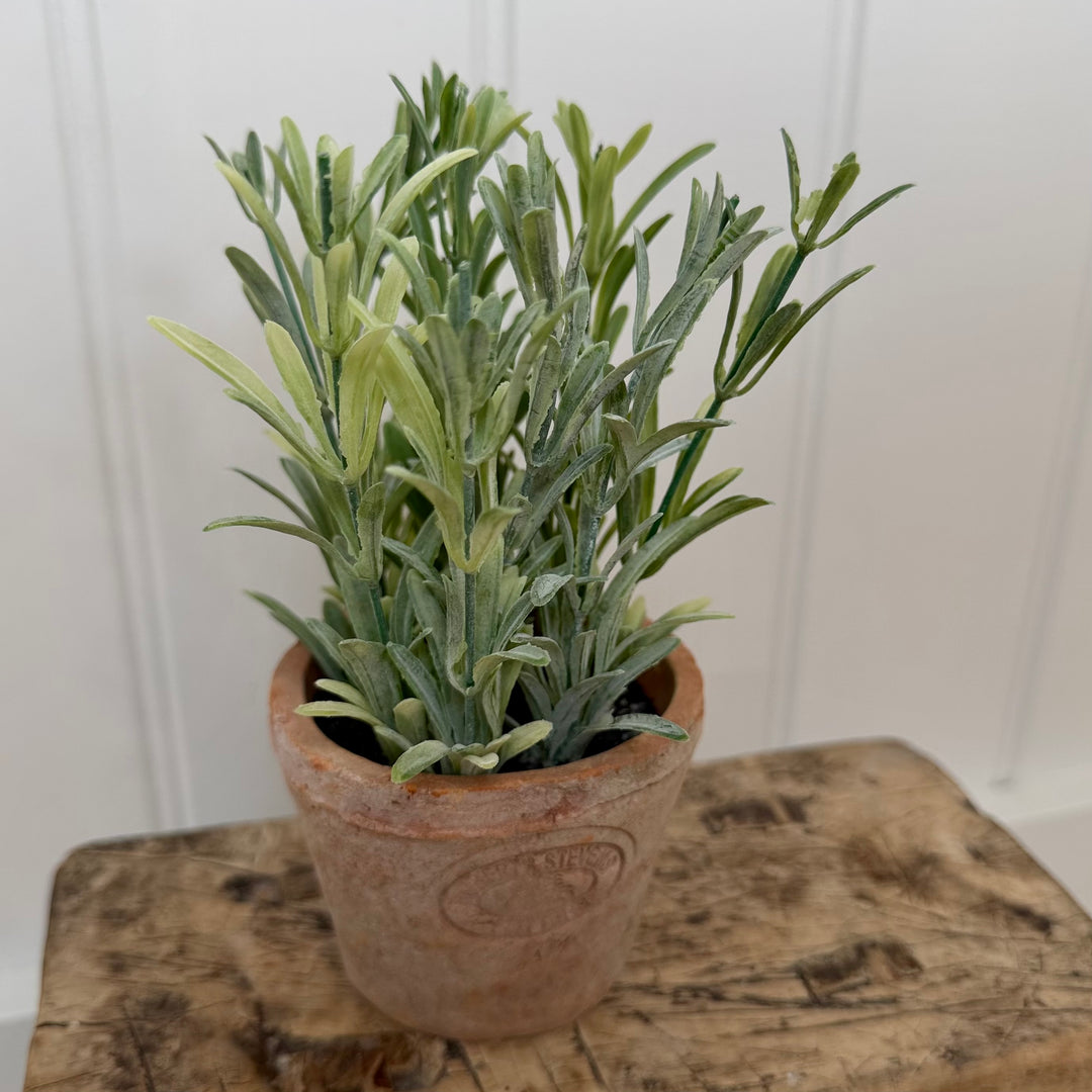 Artificial Rosemary Herb In Aged Terracotta Pot - Small