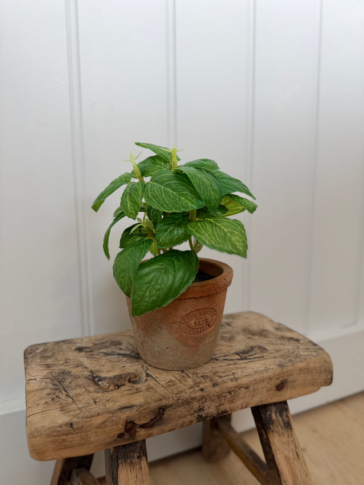 Artificial Basil Herb In Aged Terracotta Pot - Small