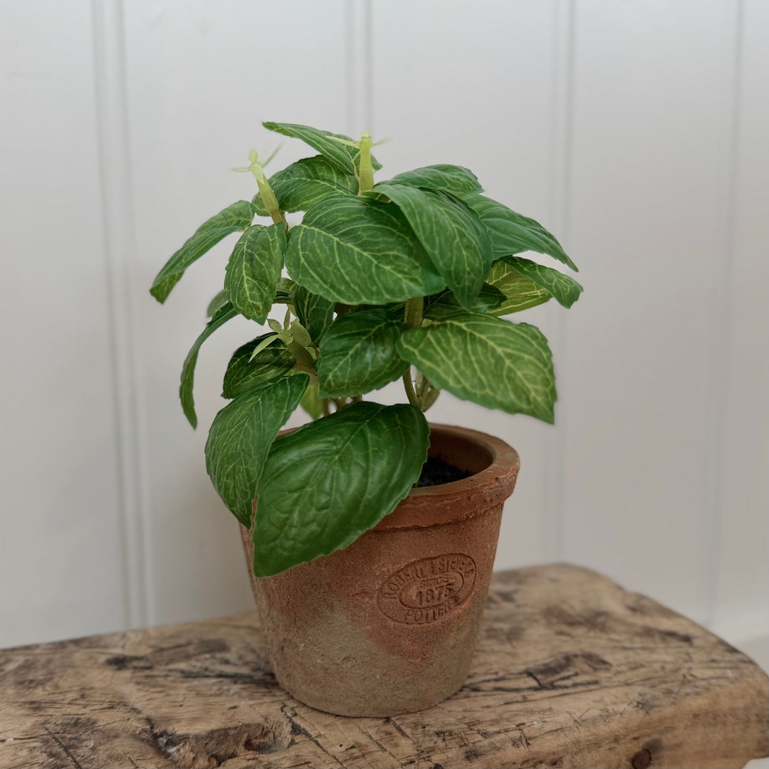 Artificial Basil Herb In Aged Terracotta Pot - Small