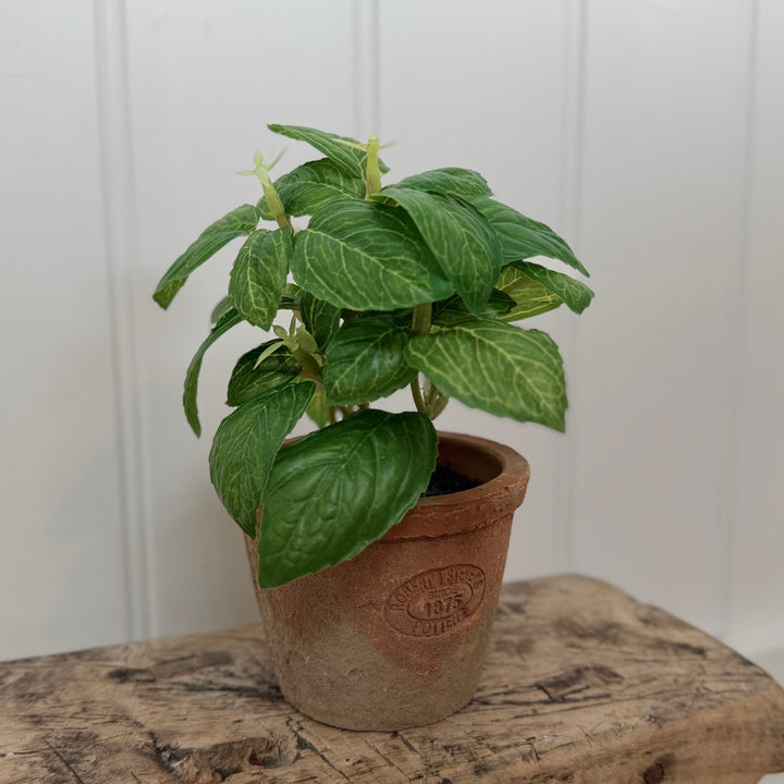 Artificial Basil Herb In Aged Terracotta Pot - Small