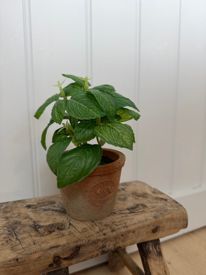 Artificial Basil Herb In Aged Terracotta Pot - Small
