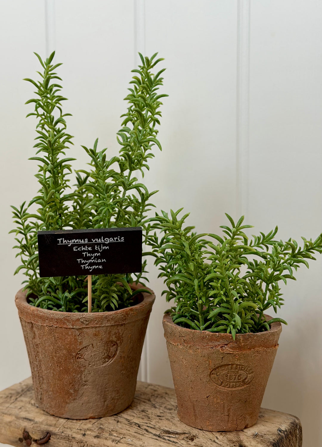 Artificial Thyme In Aged Terracotta Pot - Large