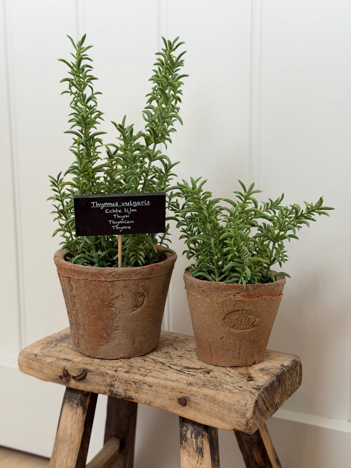 Artificial Thyme In Aged Terracotta Pot - Large