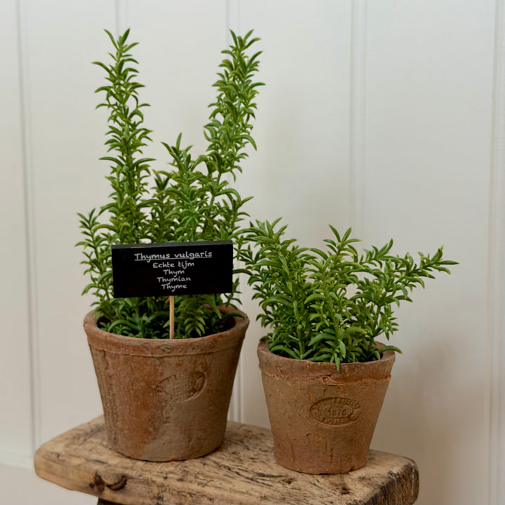 Artificial Thyme In Aged Terracotta Pot - Large