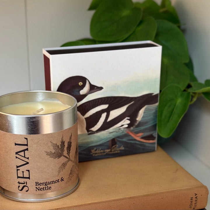 Archivist Gallery - Golden-Eye Duck - Large Matches