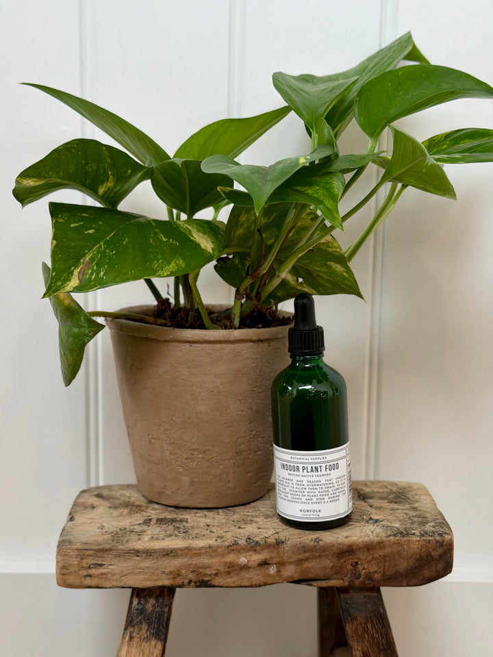 Norfolk Natural Living Indoor Plant Food