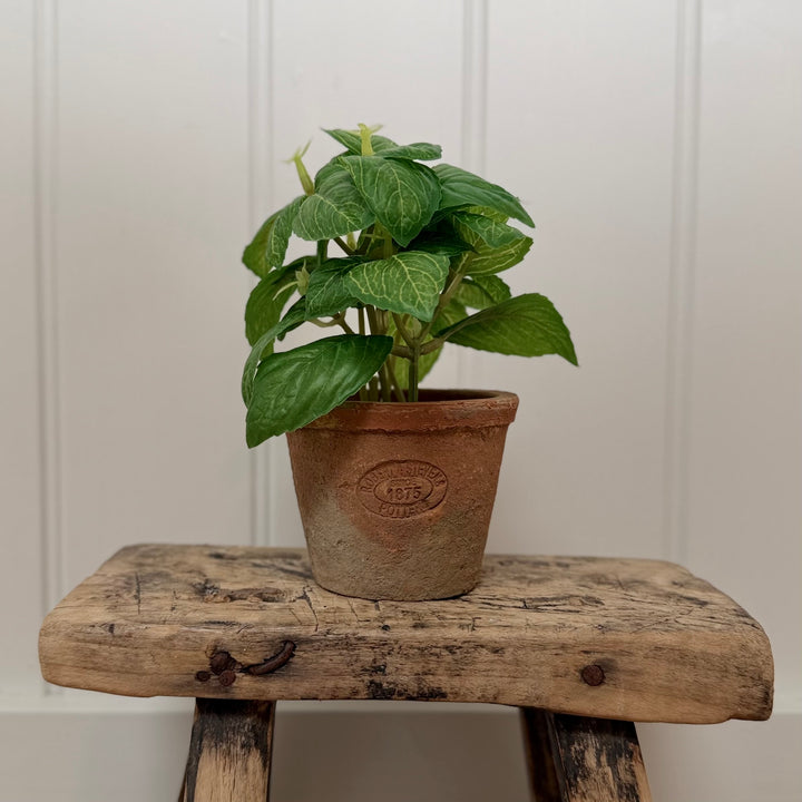 Artificial Basil Herb In Aged Terracotta Pot - Small