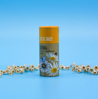 Wildflower Seedball Tube - Oxeye Daisy