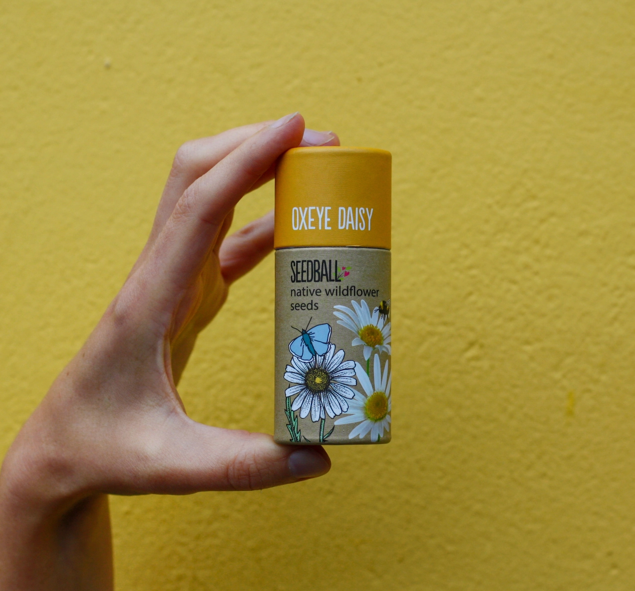 Wildflower Seedball Tube - Oxeye Daisy