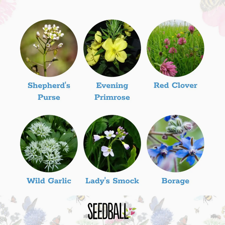 Seedball - Wildflower Grab Bags - Edible Flowers