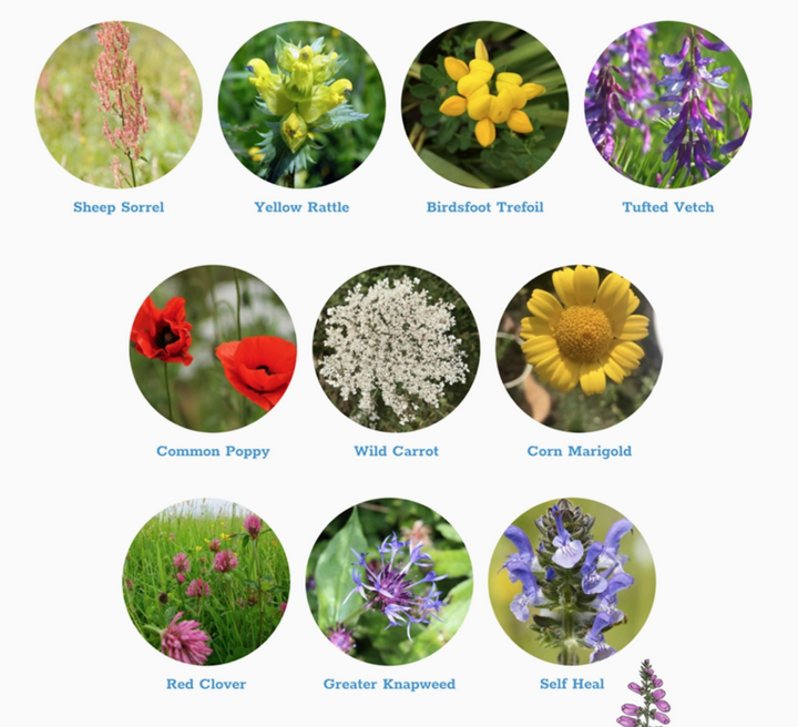 Seedball - Wildflower Grab Bags - Wildlife Mix