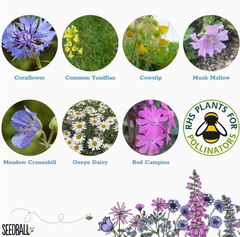 Seedball - Wildflower Grab Bags - Garden Meadow