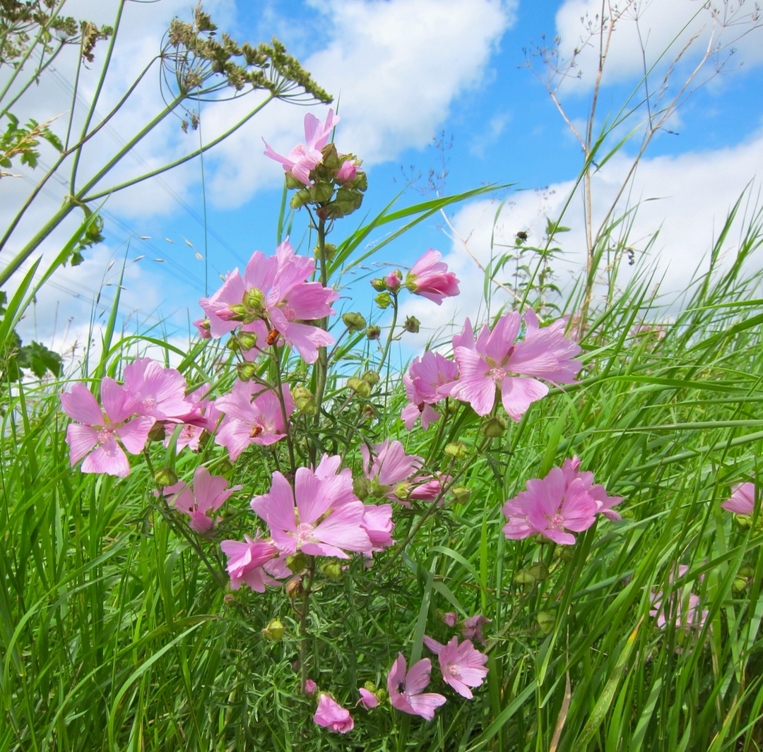 Seedball - Wildflower Grab Bags - Garden Meadow