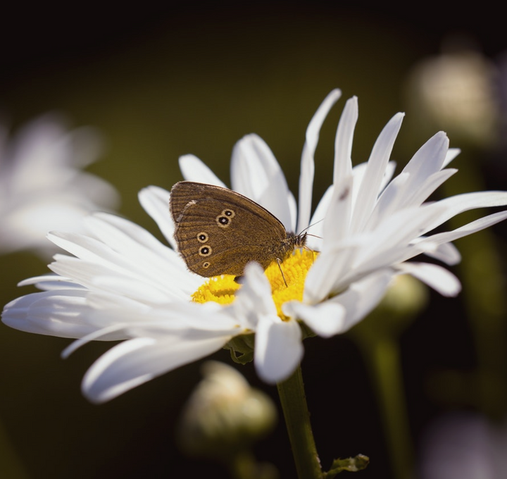 Seedball - Wildflower Grab Bags - Butterfly Mix