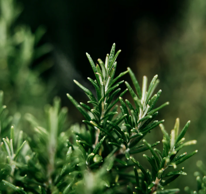 St. Eval Tin Candle - Bay & Rosemary