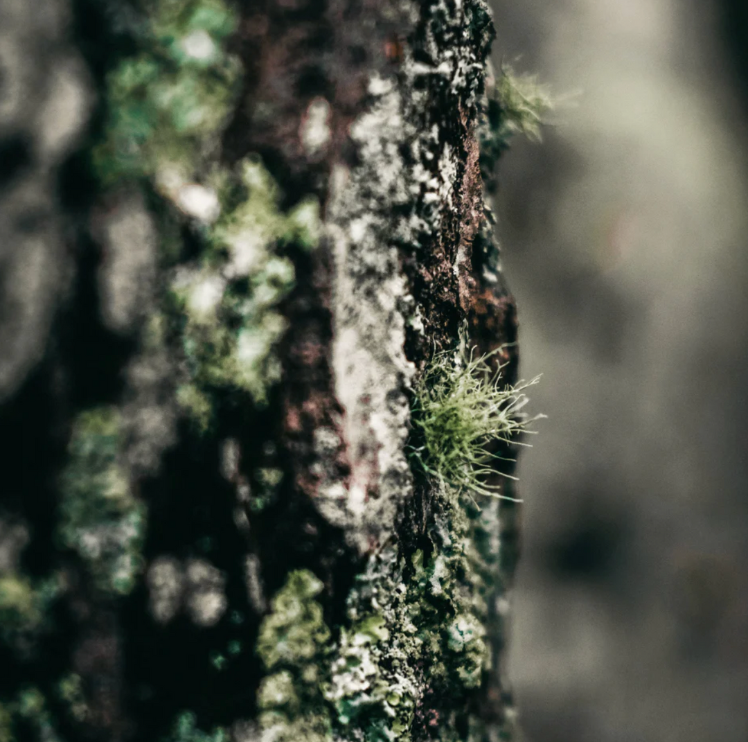 St. Eval Tin Candle - Granite & Moss