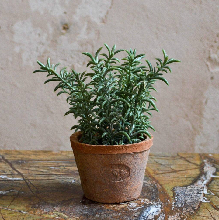 Artificial Thyme In Aged Terracotta Pot