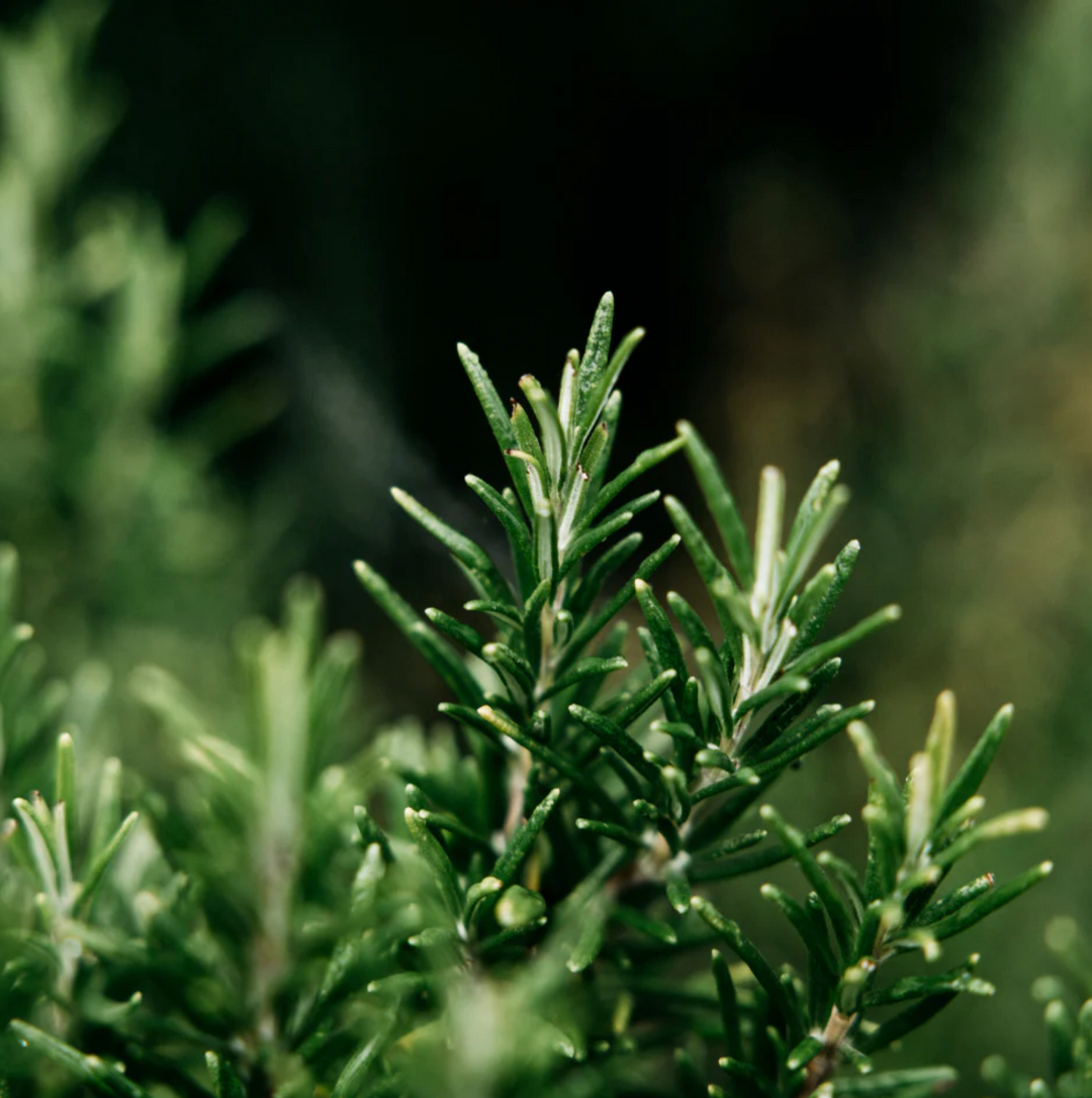 St Eval - Reed Diffuser - Bay &amp; Rosemary