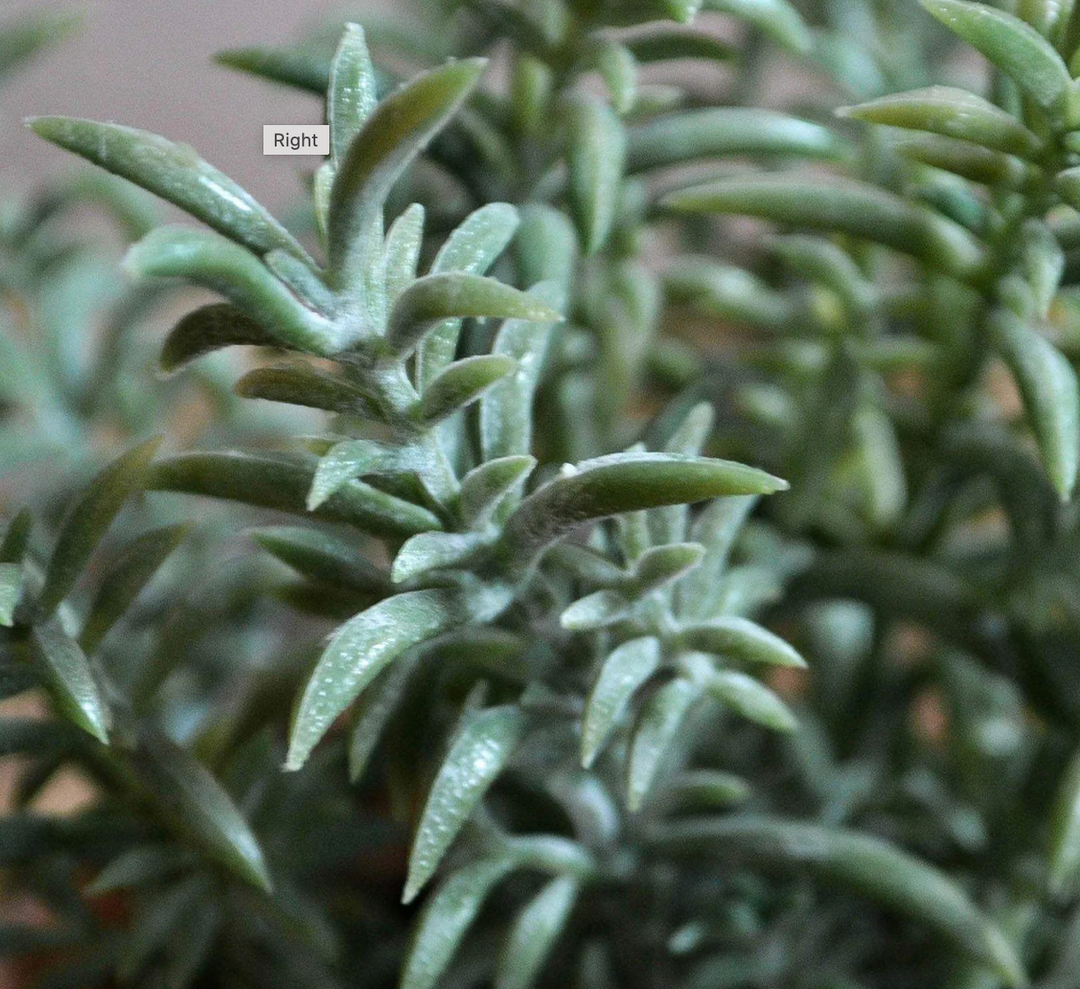 Artificial Thyme In Aged Terracotta Pot