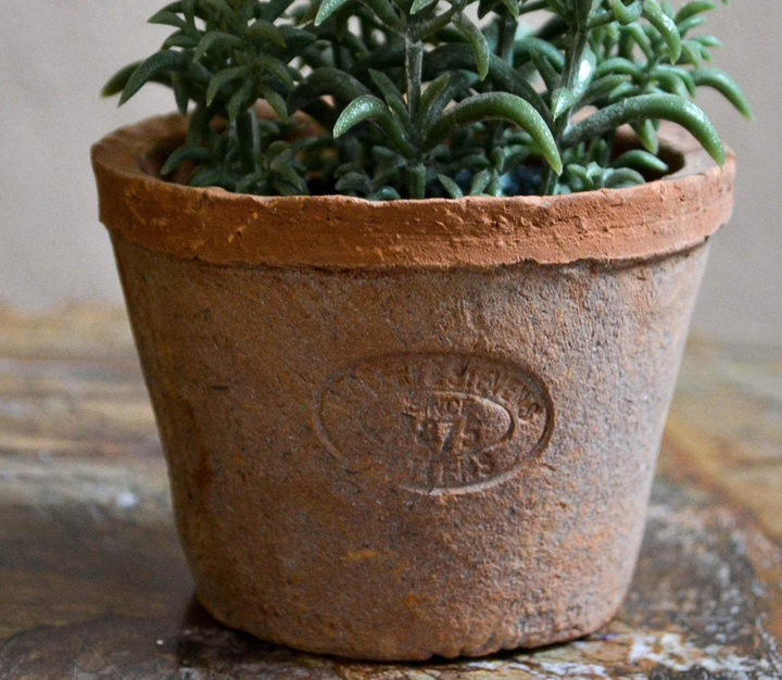 Artificial Thyme In Aged Terracotta Pot