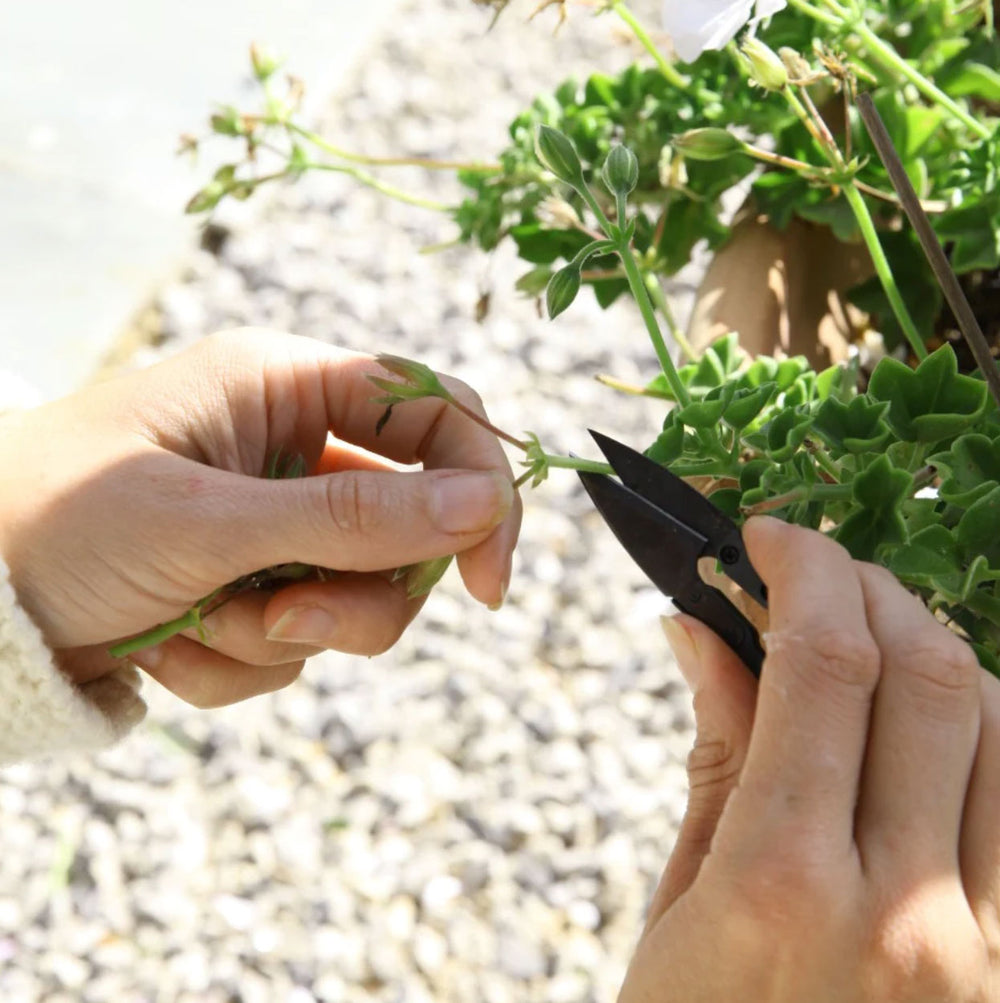 norfolk-natural-living-pruning-snips